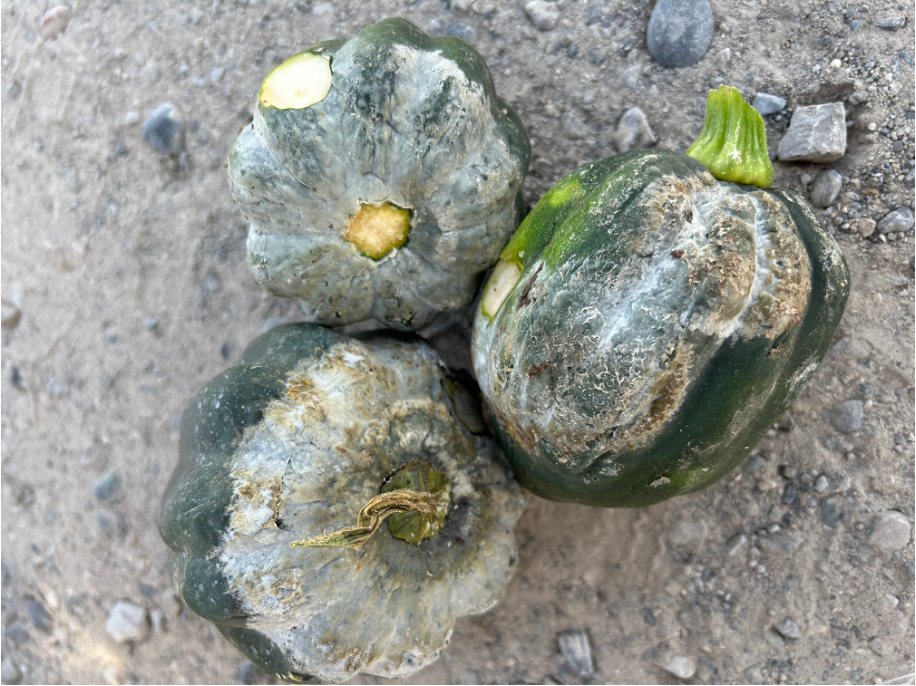 An infected acorn squash with gray, fuzzy spores.